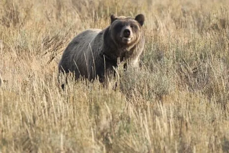 Trail Walker Assaulted by Grizzly in Wilderness Area Flown to Hospital