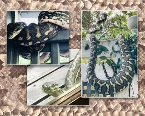 Embracing the Reptiles in the Overhead Space: A Journey from Dread to Admiration