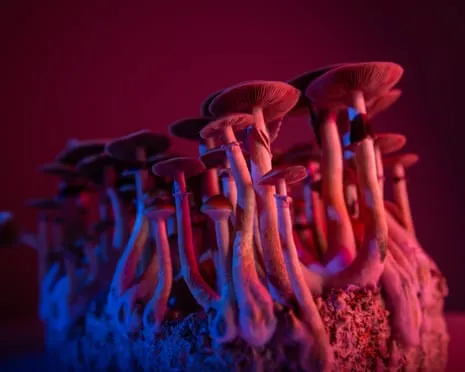 On Drugs by the Philosopher: A Reflective Guide into Psychedelics