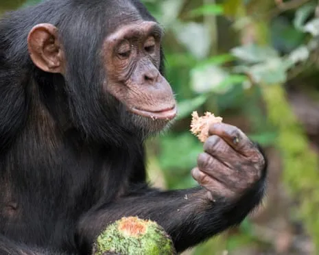 Wild Chimps Ingest Everyday Ethanol Comparable to a Lager from Fermented Figs